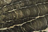 Polished Stromatolite (Boxonia) From Australia - Million Years #208105-1